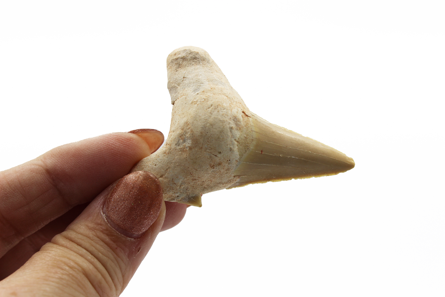 Fossilized Shark Tooth (Morocco)