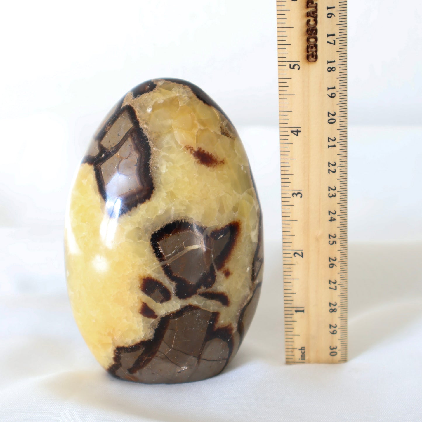 Septarian C