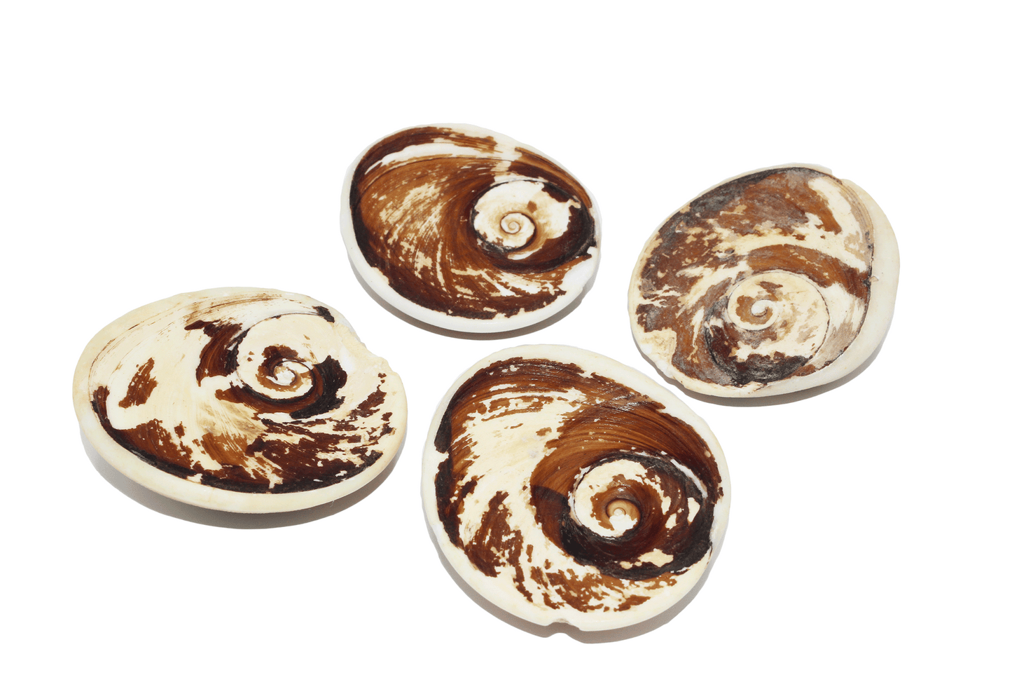 Cats Eye Shell
