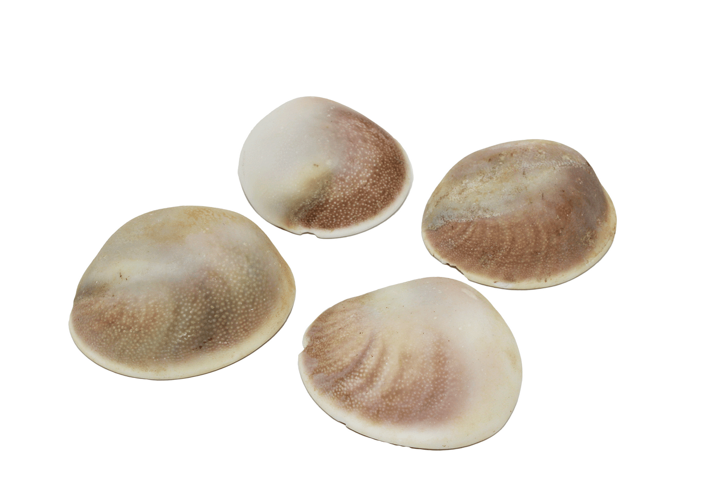 Cats Eye Shell
