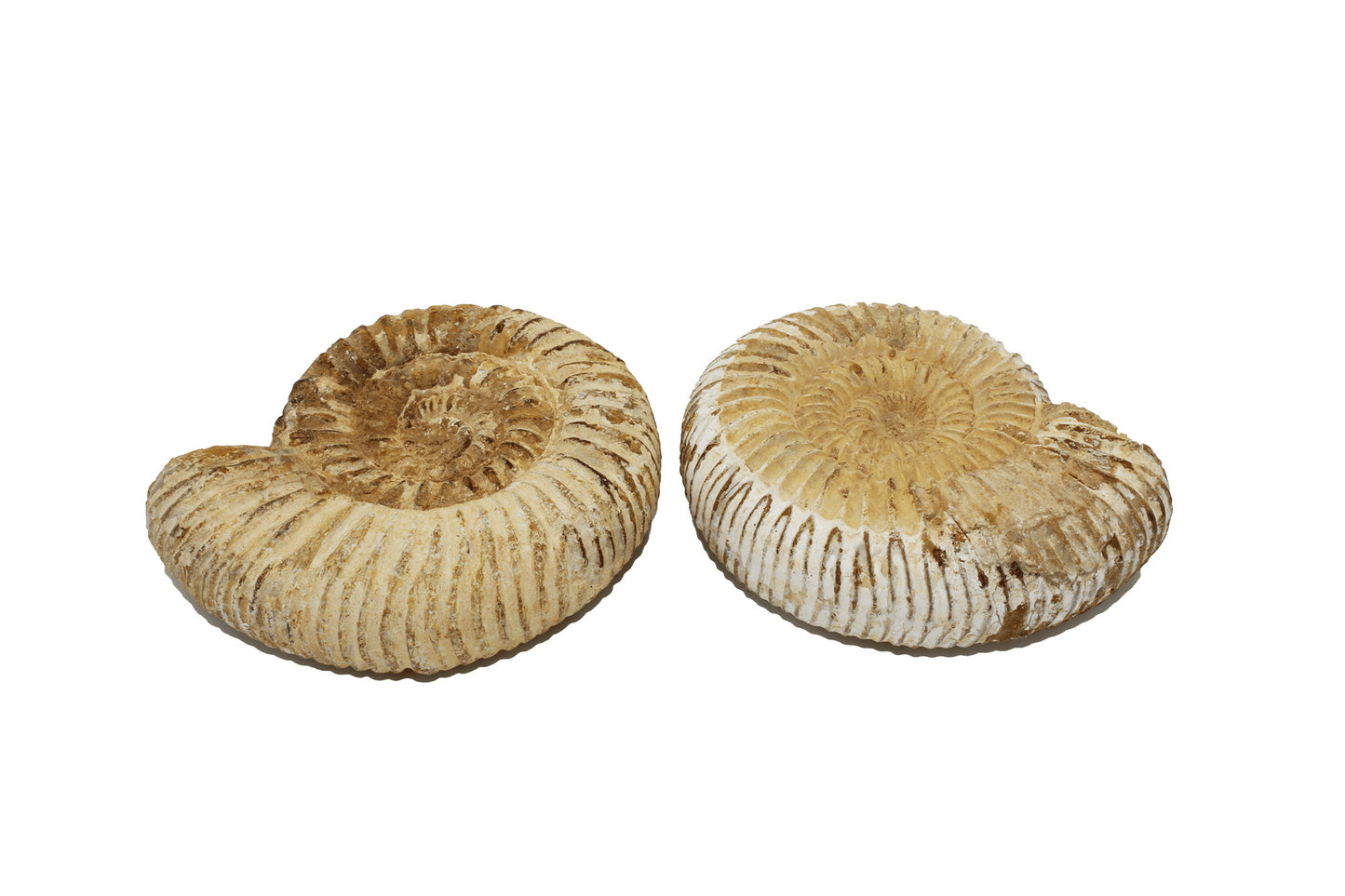 Ammonite Fossil (Rough, Medium Sized)