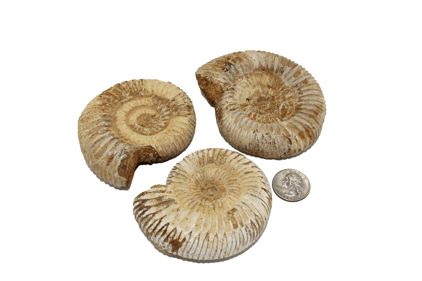 Ammonite Fossil (Rough, Medium Sized)