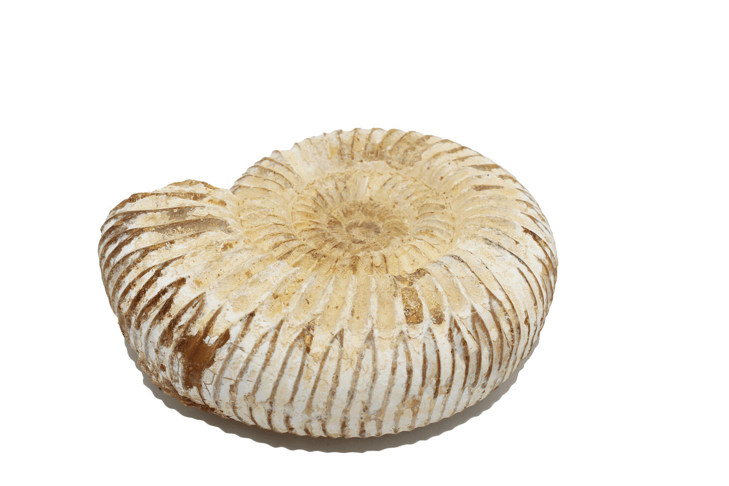 Ammonite Fossil (Rough, Medium Sized)