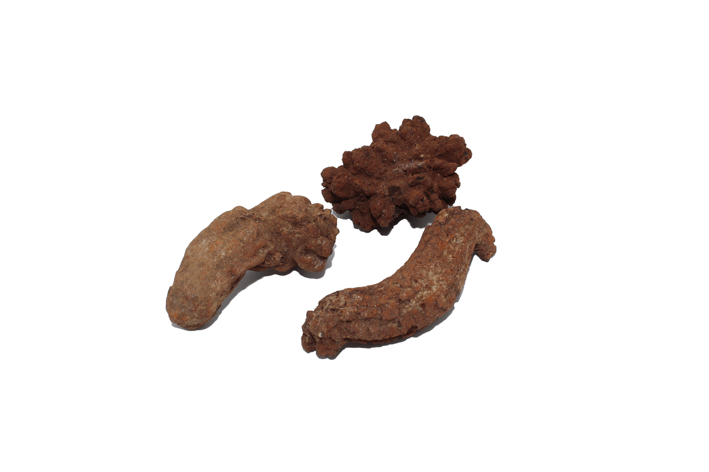 Coprolite (Fossilized Dung)