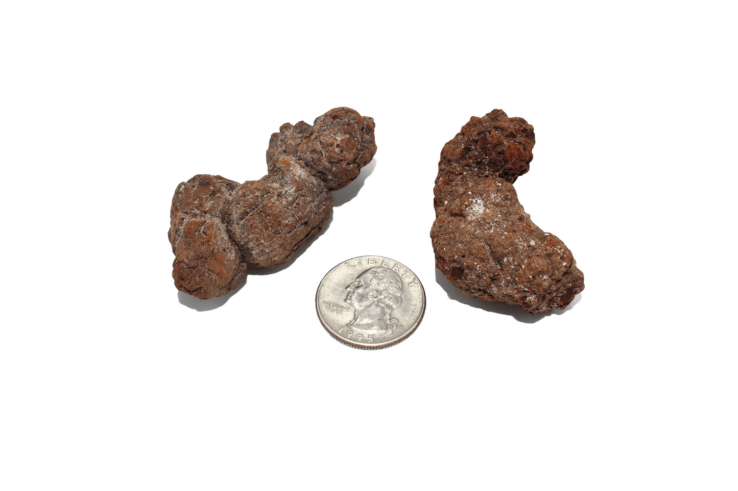 Coprolite (Fossilized Dung)
