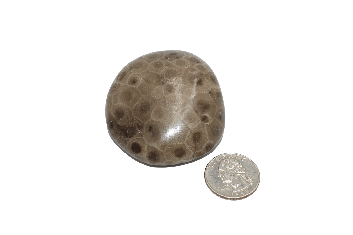 Petoskey Stone (polished)-C