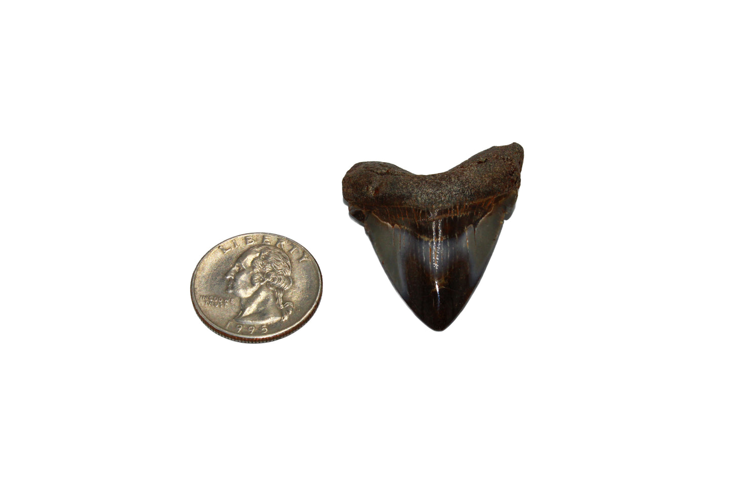 Megalodon Tooth