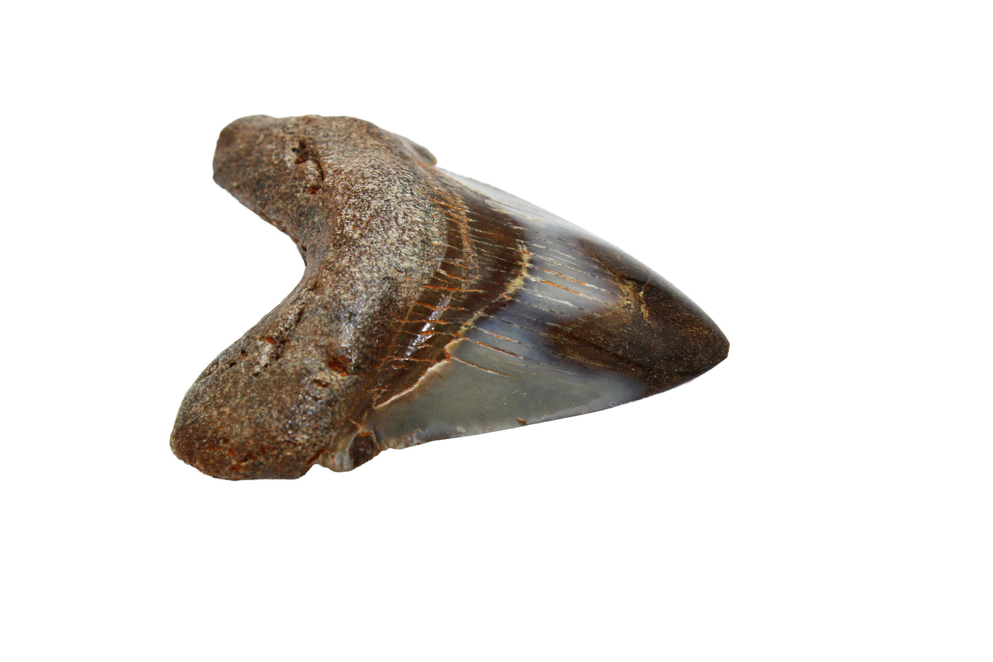 Megalodon Tooth