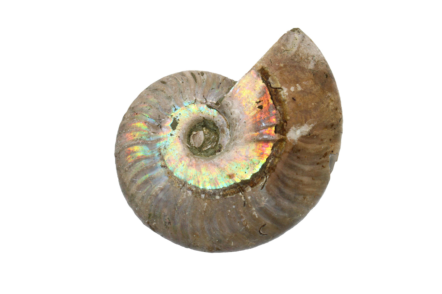 Iridescent Ammonite - A