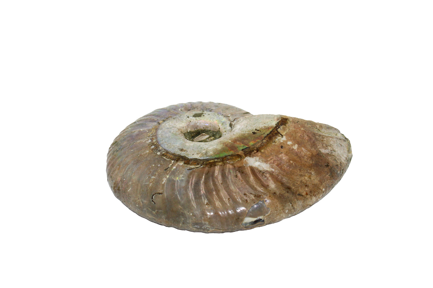 Iridescent Ammonite - A