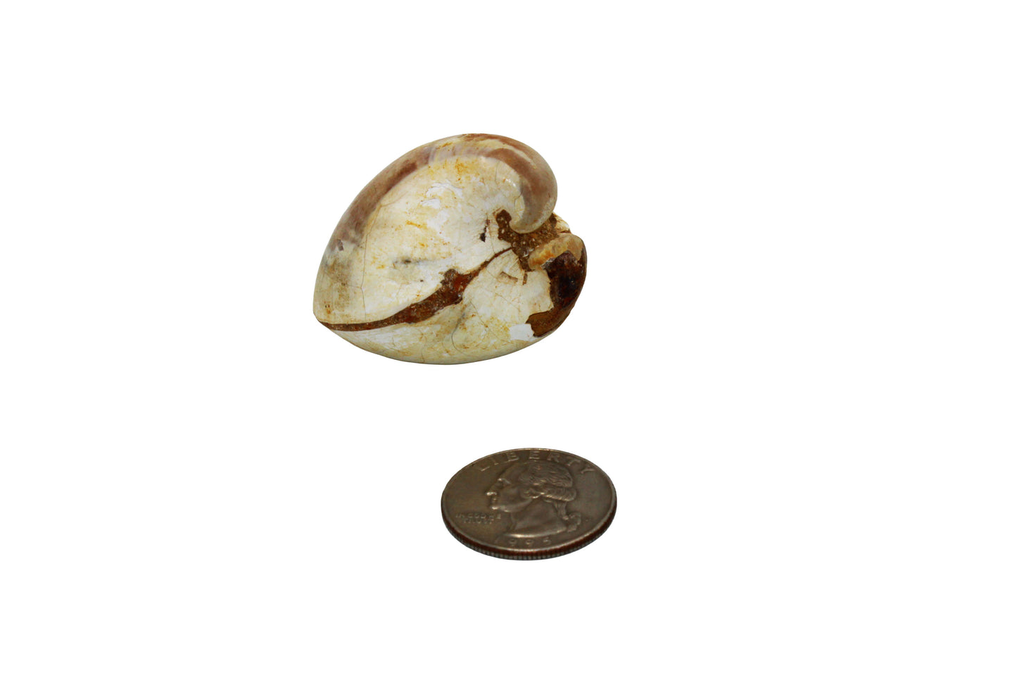 Fossilized Clam