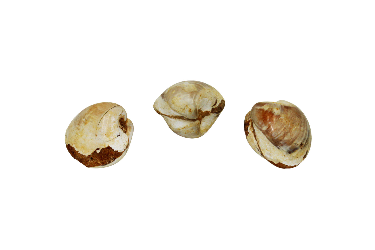 Fossilized Clam