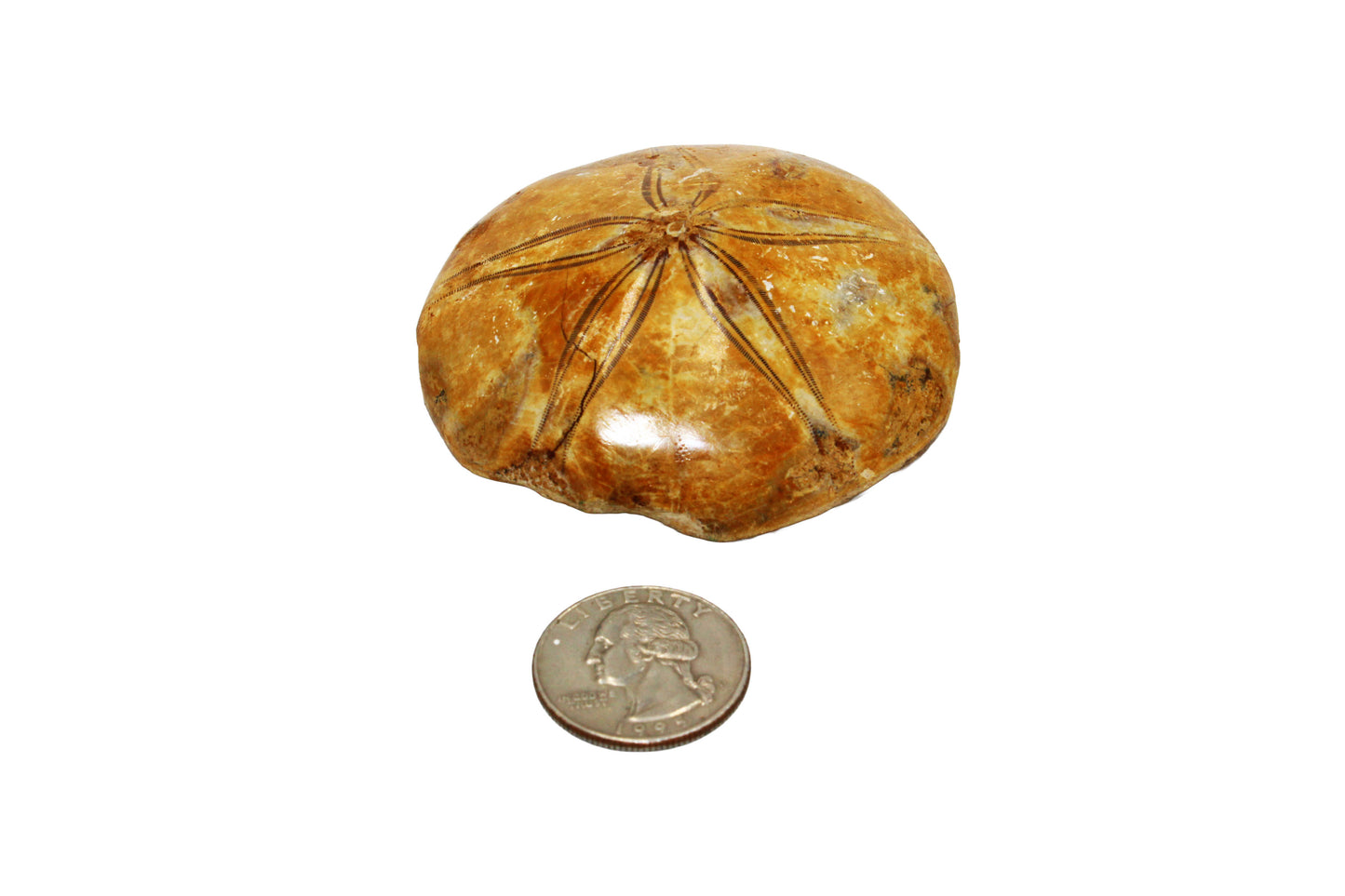 Sand Dollar