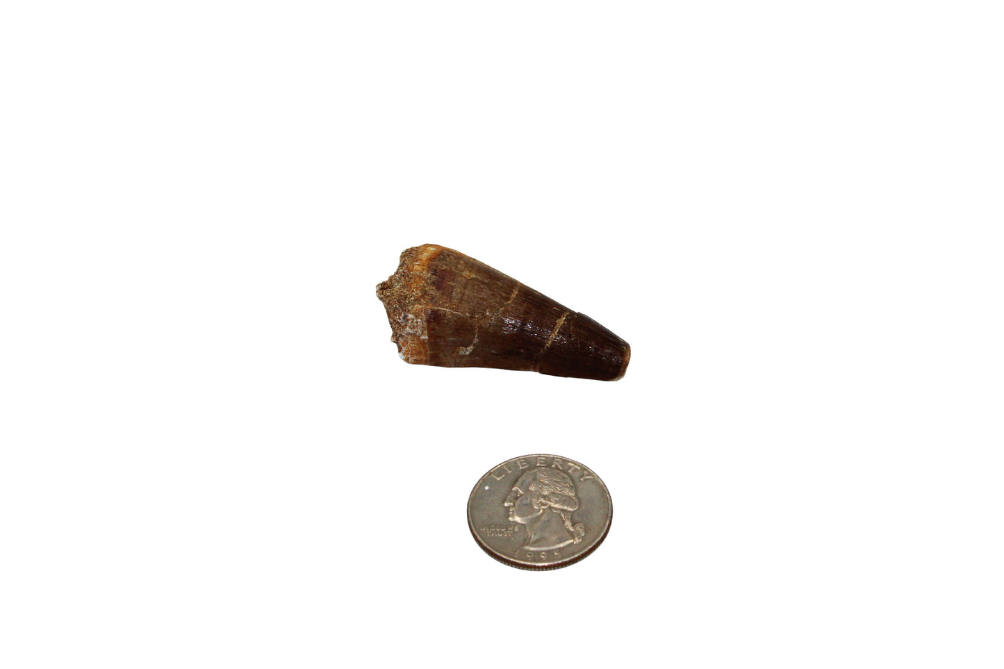 Mosasaur Tooth