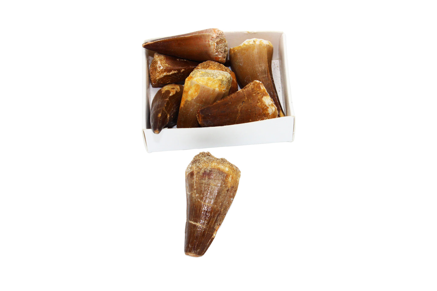 Mosasaur Tooth