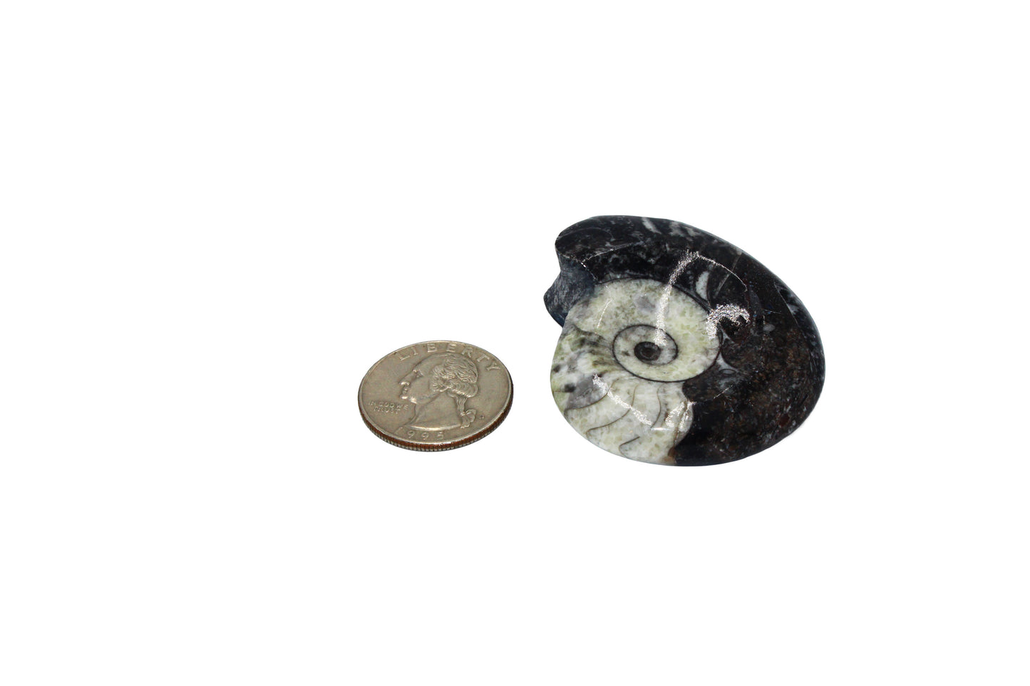 Orthoceras Cephalopod