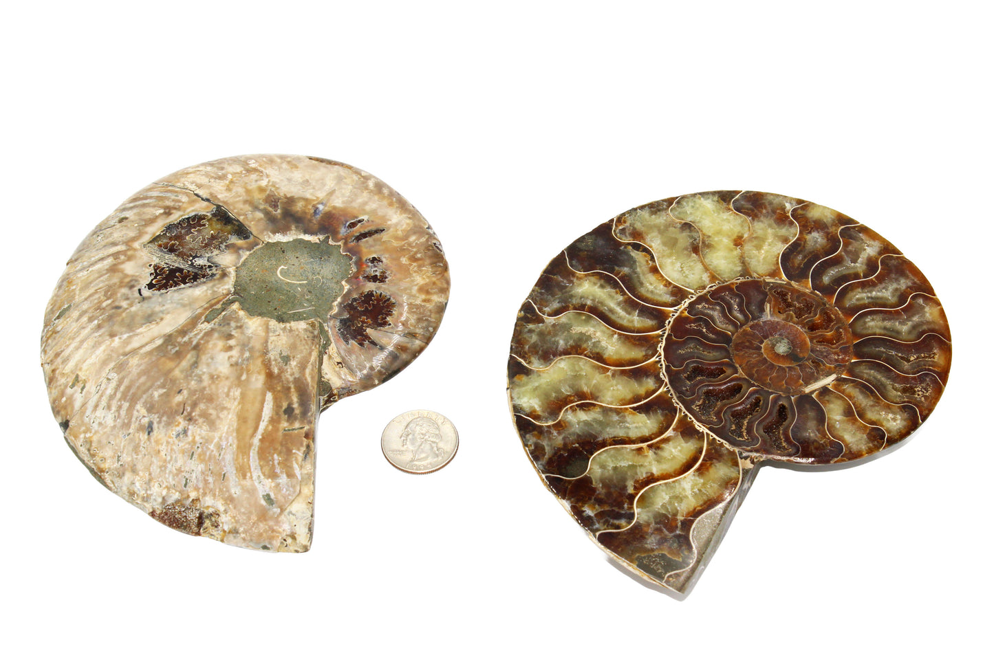 Cleoniceras Ammonite Large