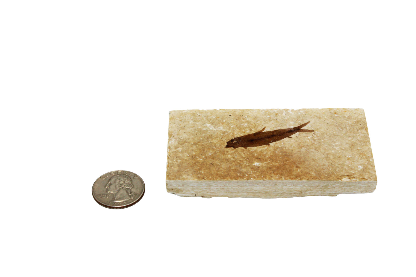 Fossil Fish Plate Small