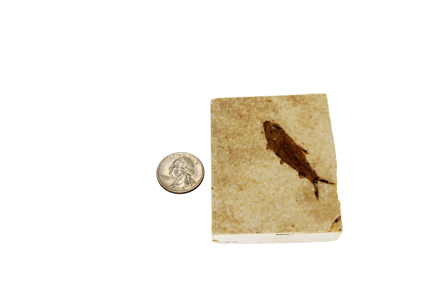 Fossil Fish Plate Small