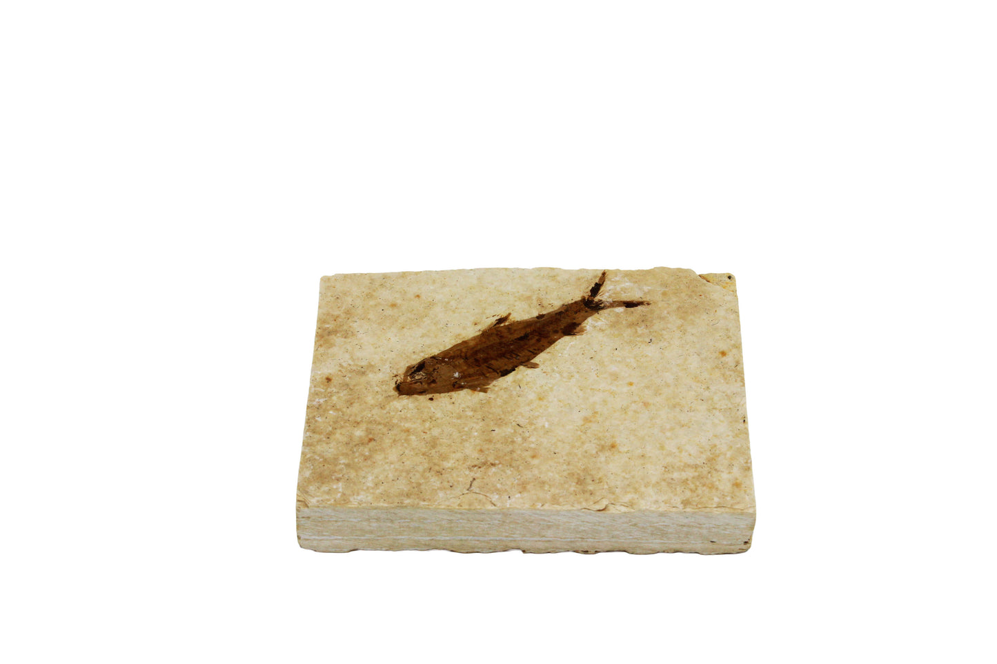 Fossil Fish Plate Small