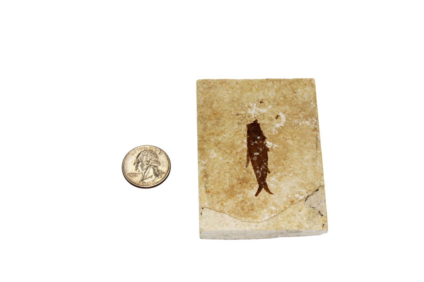 Fossil Fish Plate Small