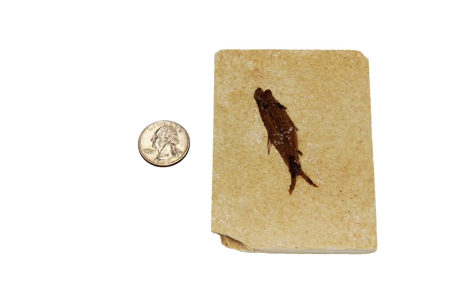 Fossil Fish Plate Small