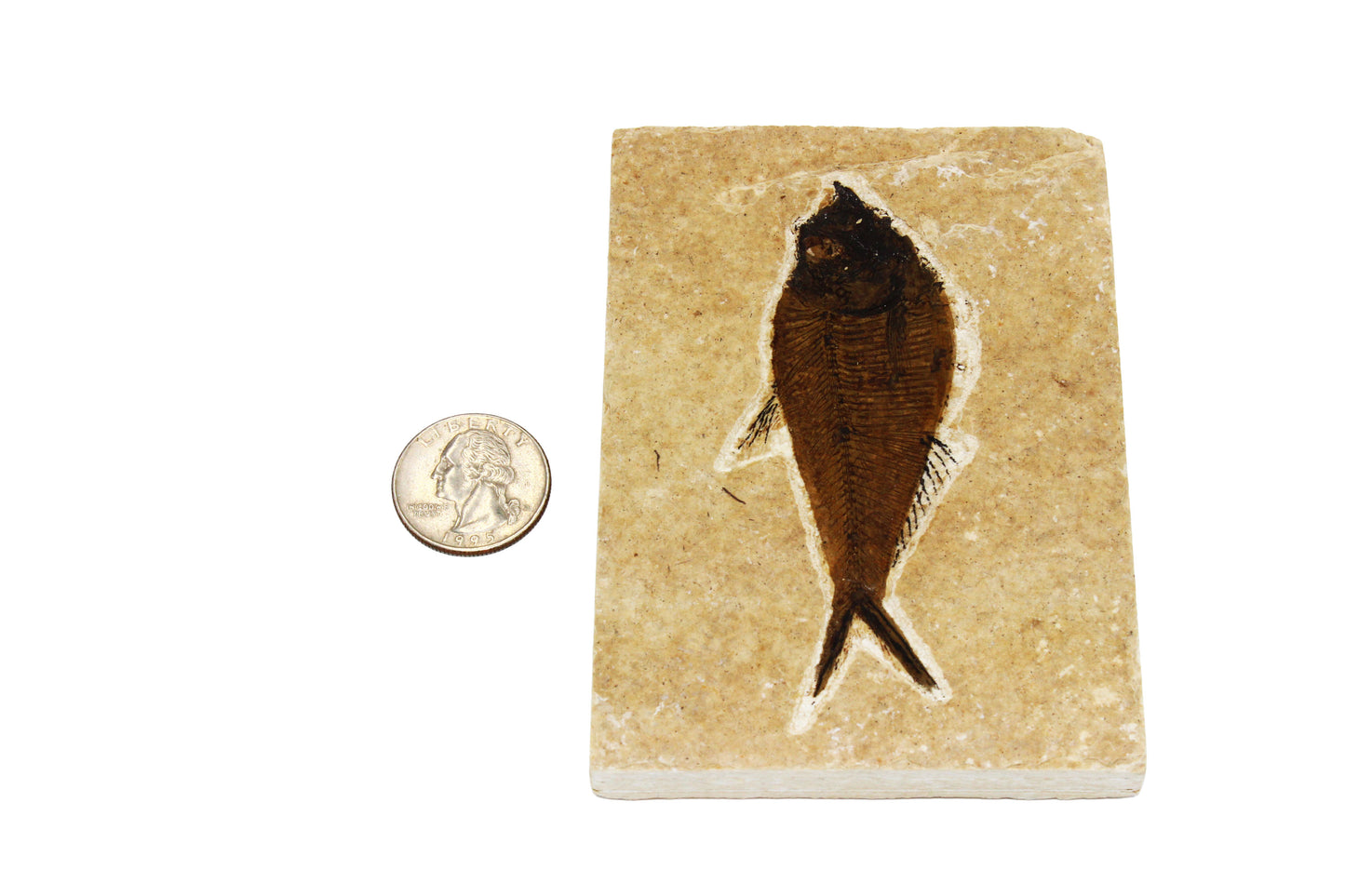 Fossil Fish Plate Large