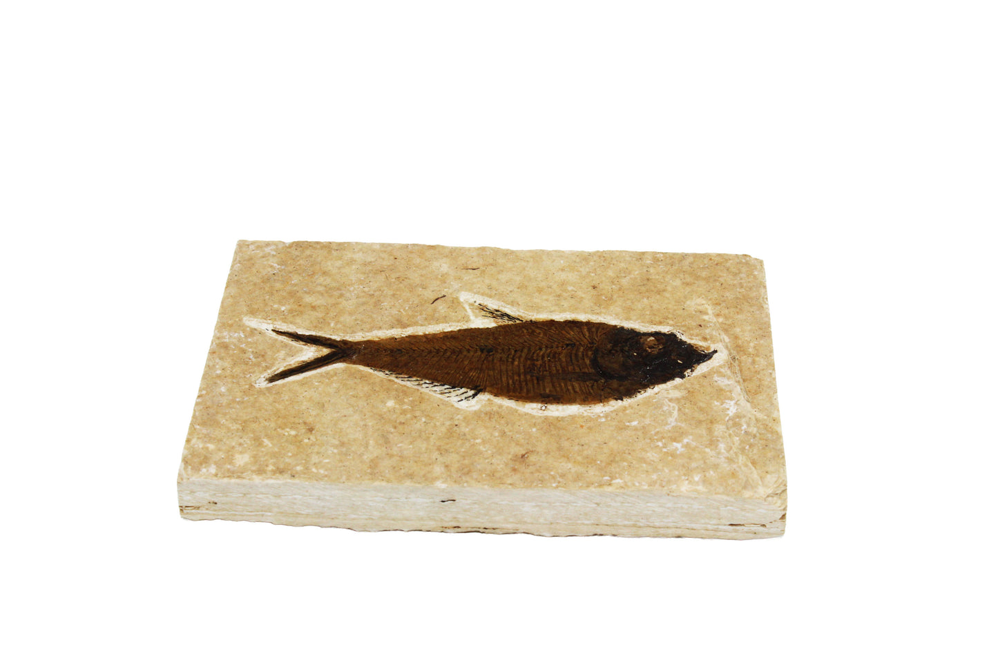 Fossil Fish Plate Large