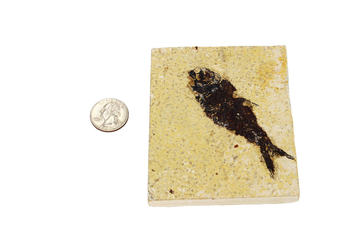 Fossil Fish Plate Large
