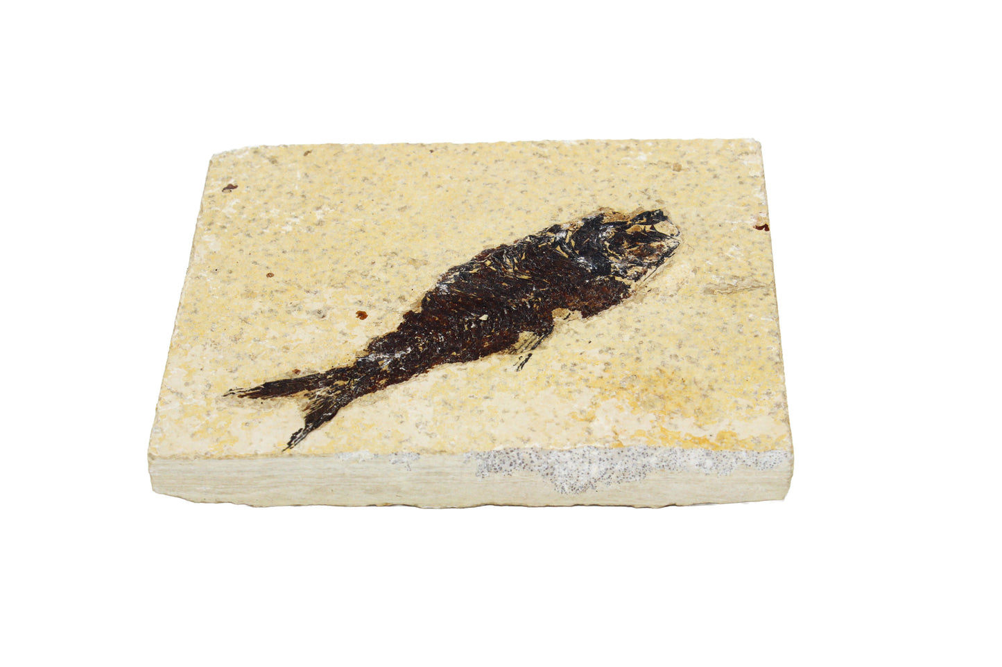 Fossil Fish Plate Large