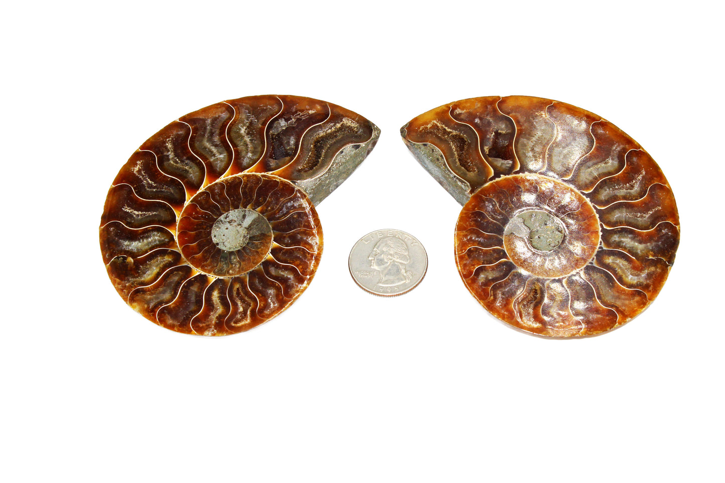 Cleoniceras Ammonite Small