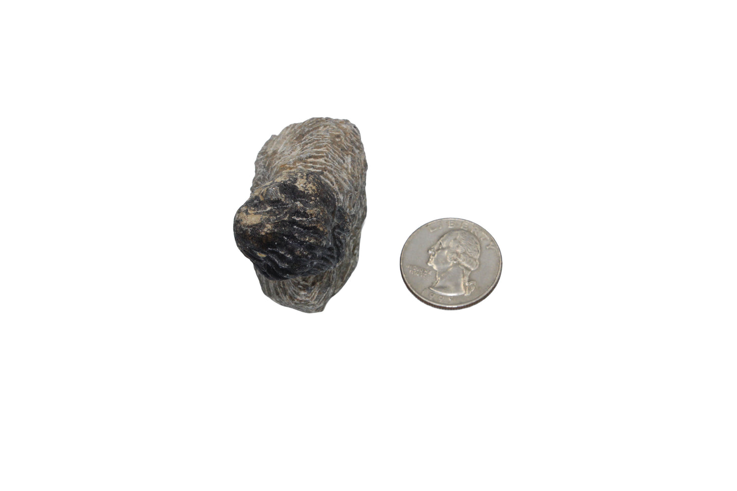 Trilobite