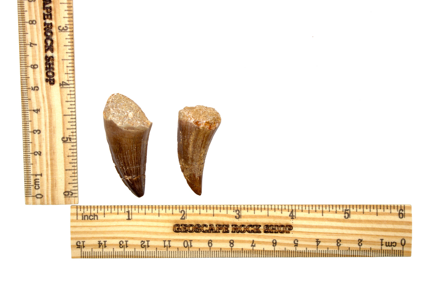 Mosasaur Tooth