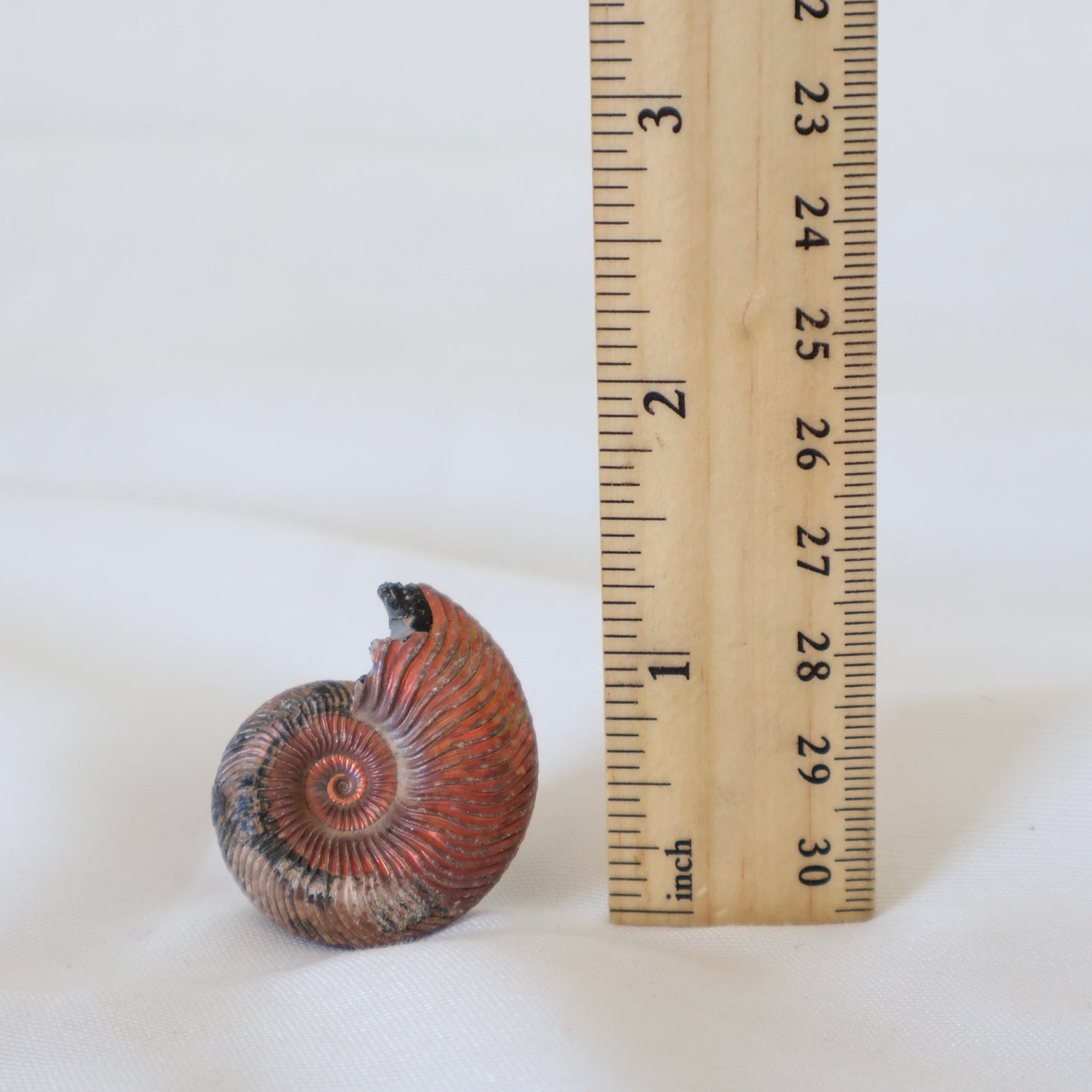 Russian Ammonite Quenstedticeras C