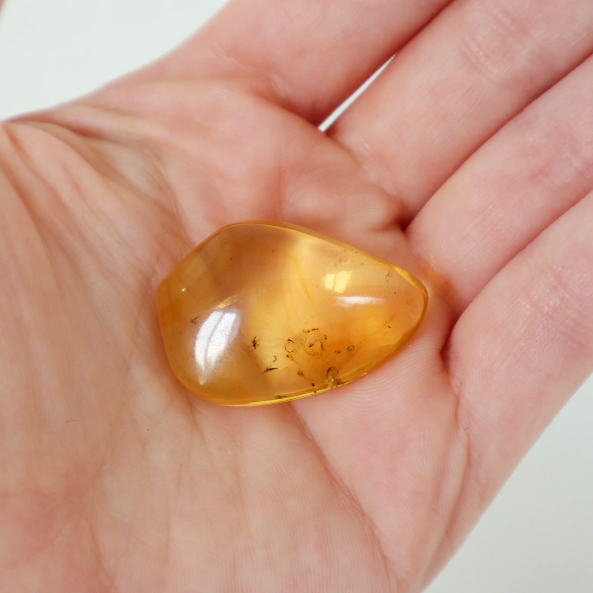 Baltic Amber with Bugs (B)