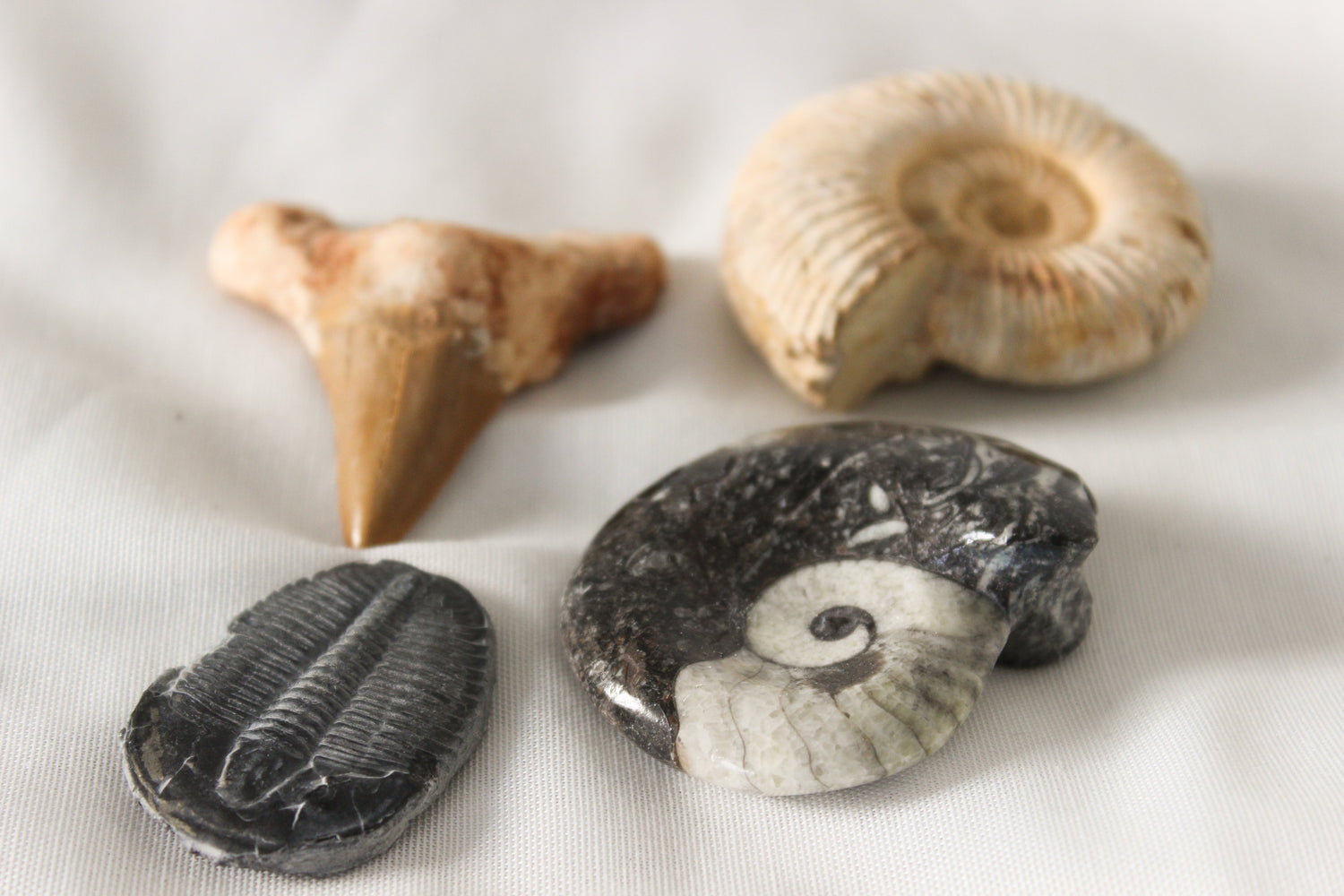 Fossils