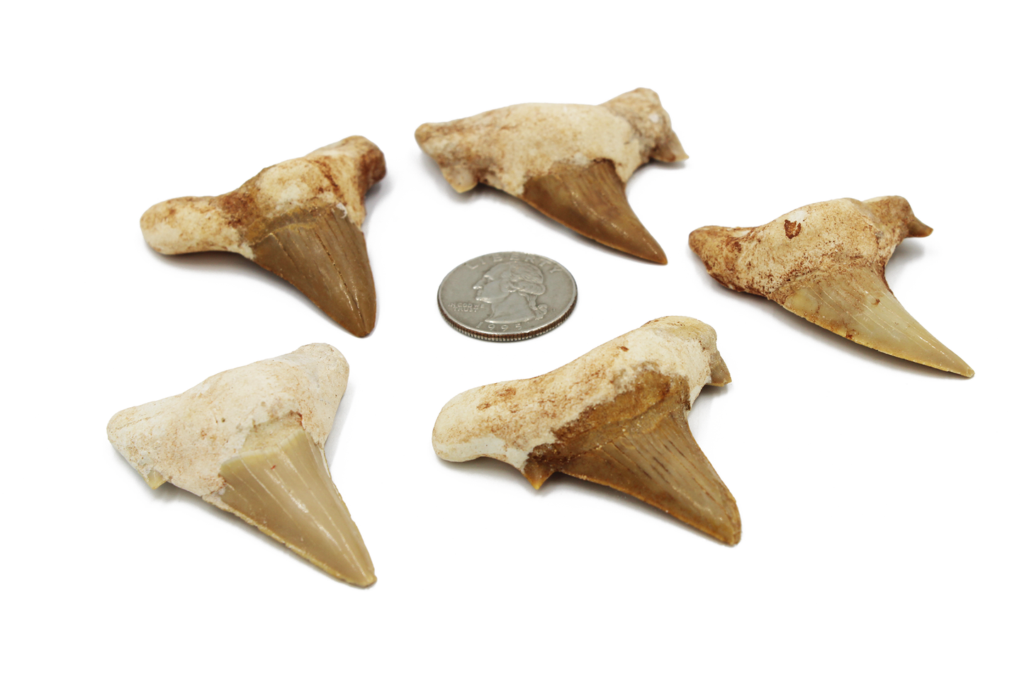 Shark Tooth (Morocco)