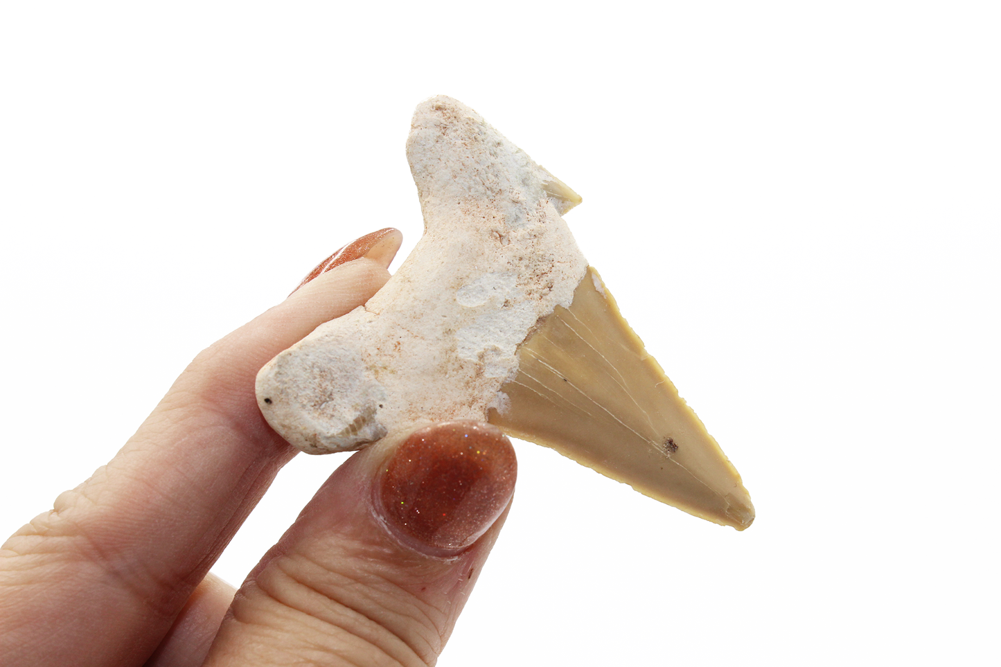 Shark Tooth (Morocco)