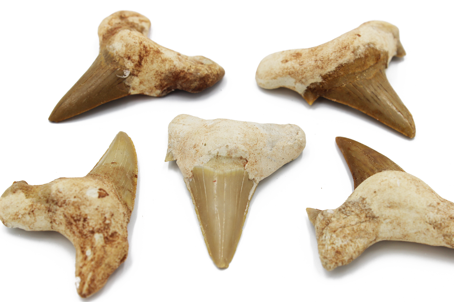 Shark Tooth (Morocco)