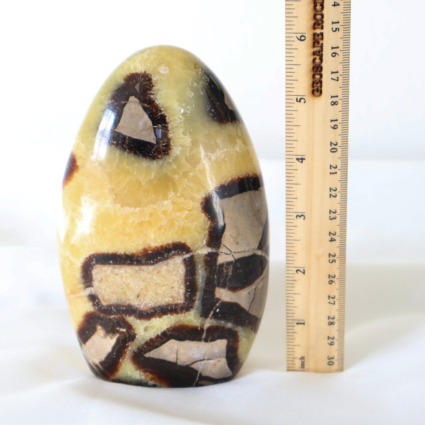 Freeform Septarian B