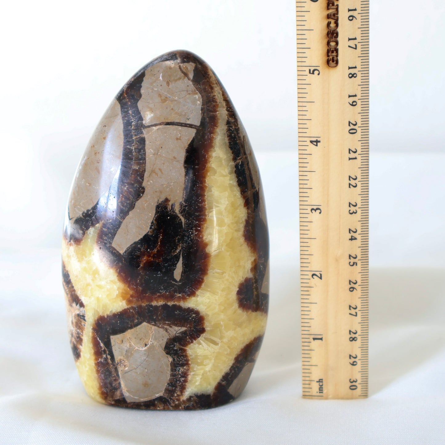 Freeform Septarian A