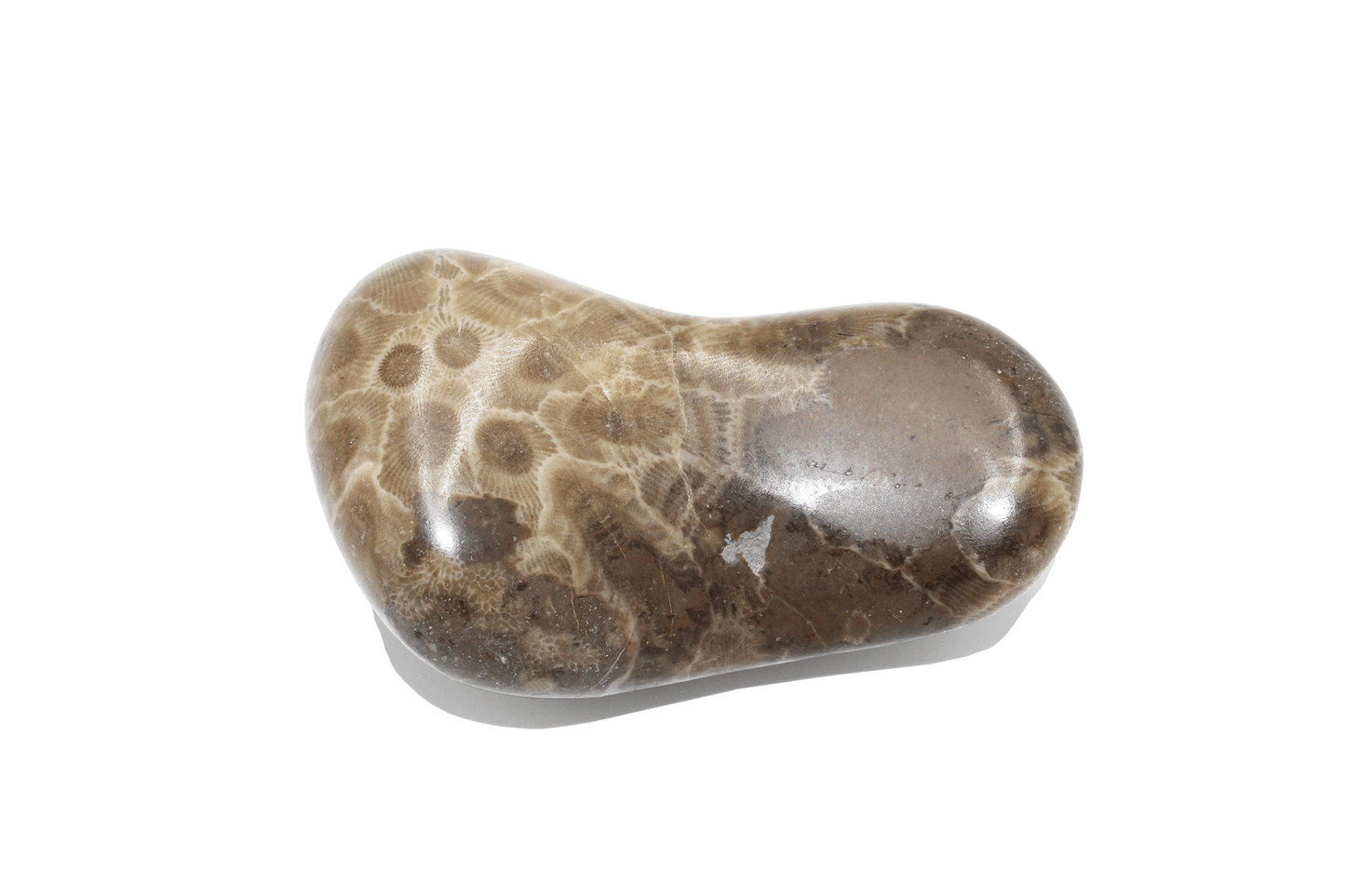 Petoskey Stone (polished)-A