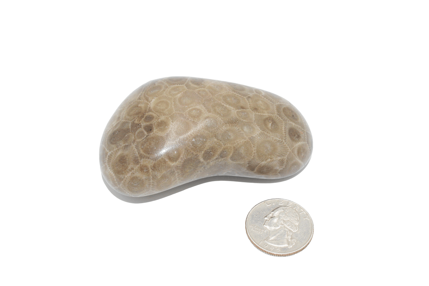 Petoskey Stone (polished)-A