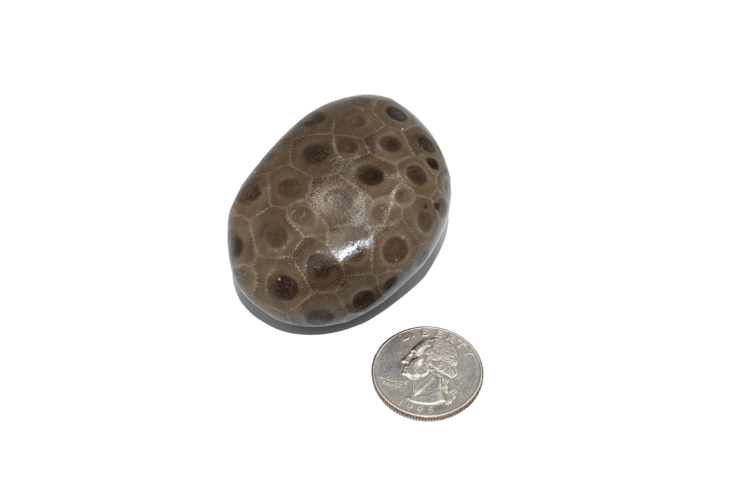 Petoskey Stone (polished)-B