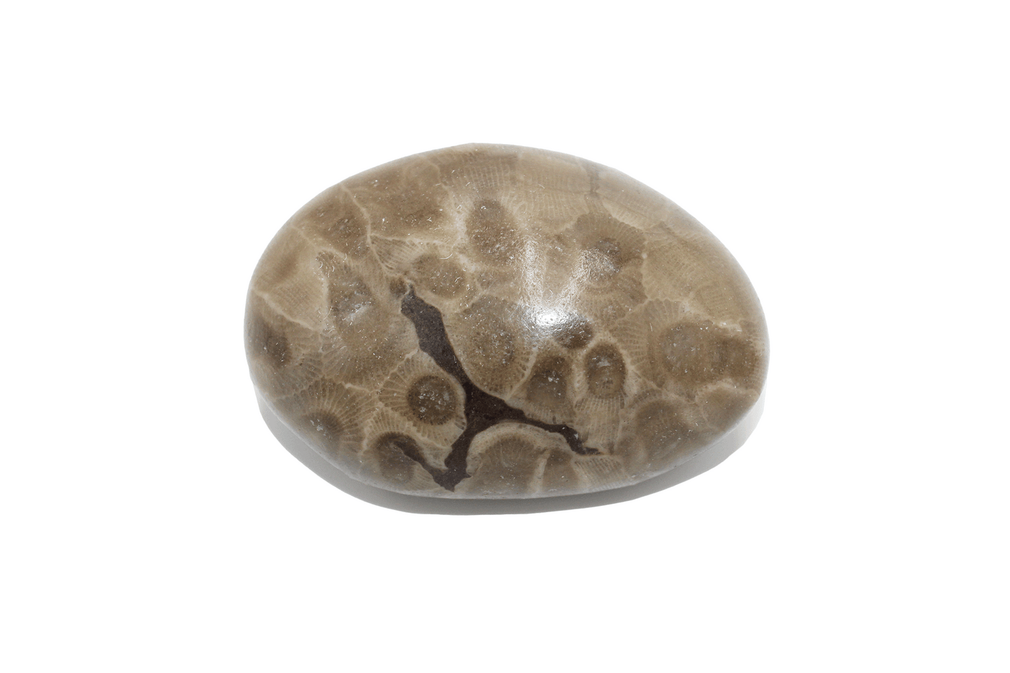 Petoskey Stone (polished)-B