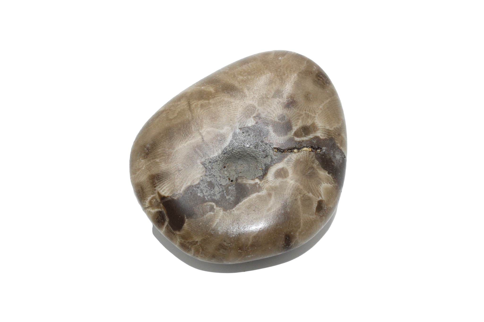 Pataski Rocks Petoskey Stone (polished)-C – Geoscape Rock Shop