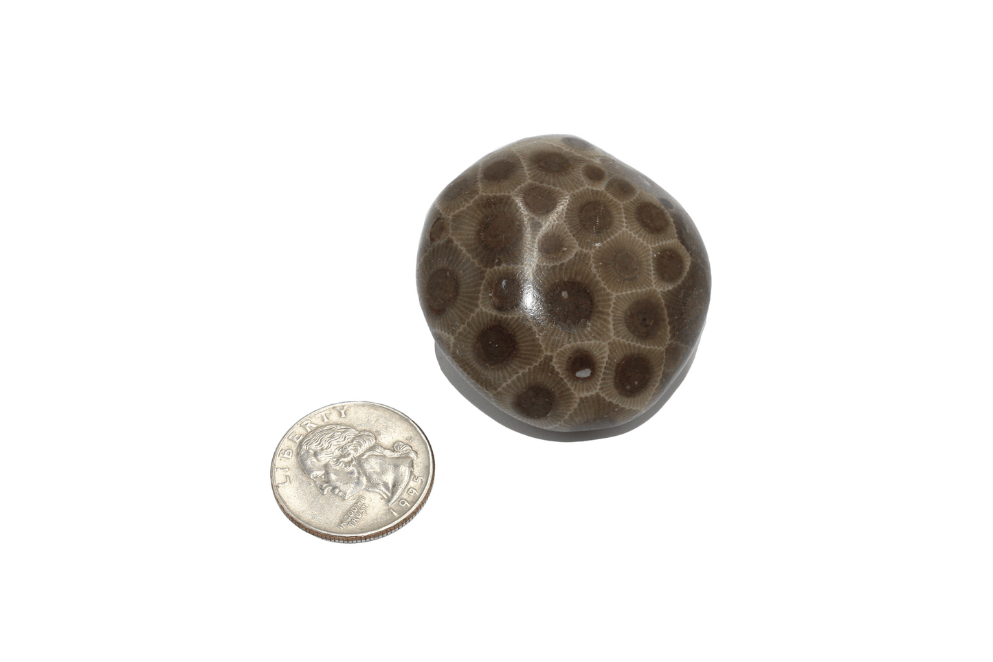 Petoskey Stone (polished)-D