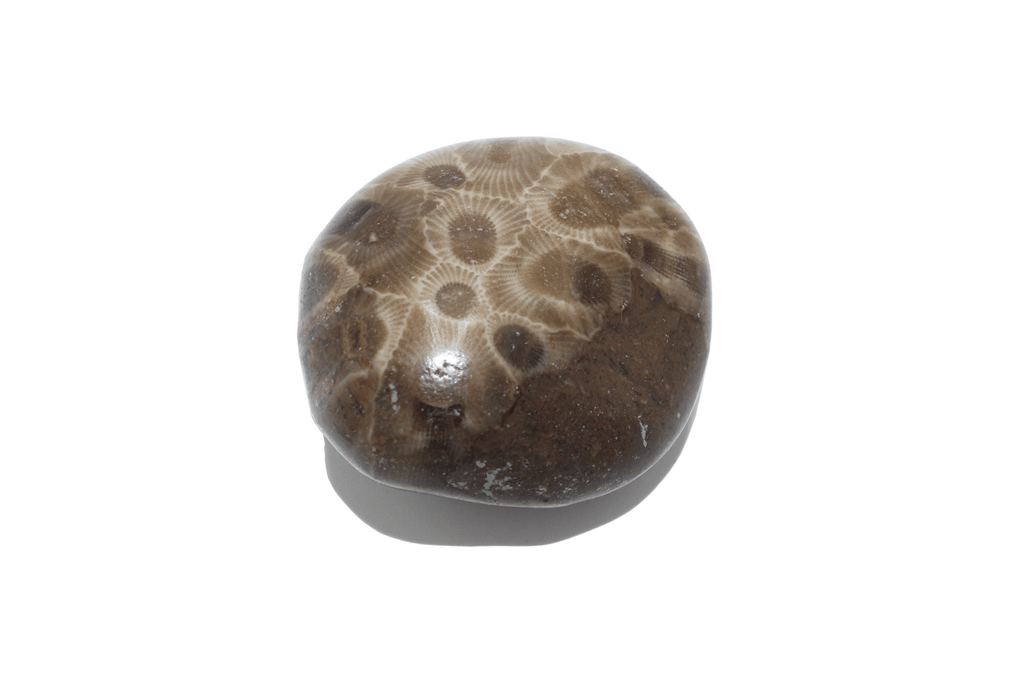 Petoskey Stone (polished)-D