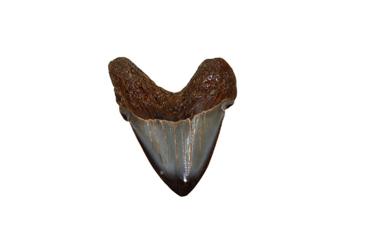 Megalodon Tooth