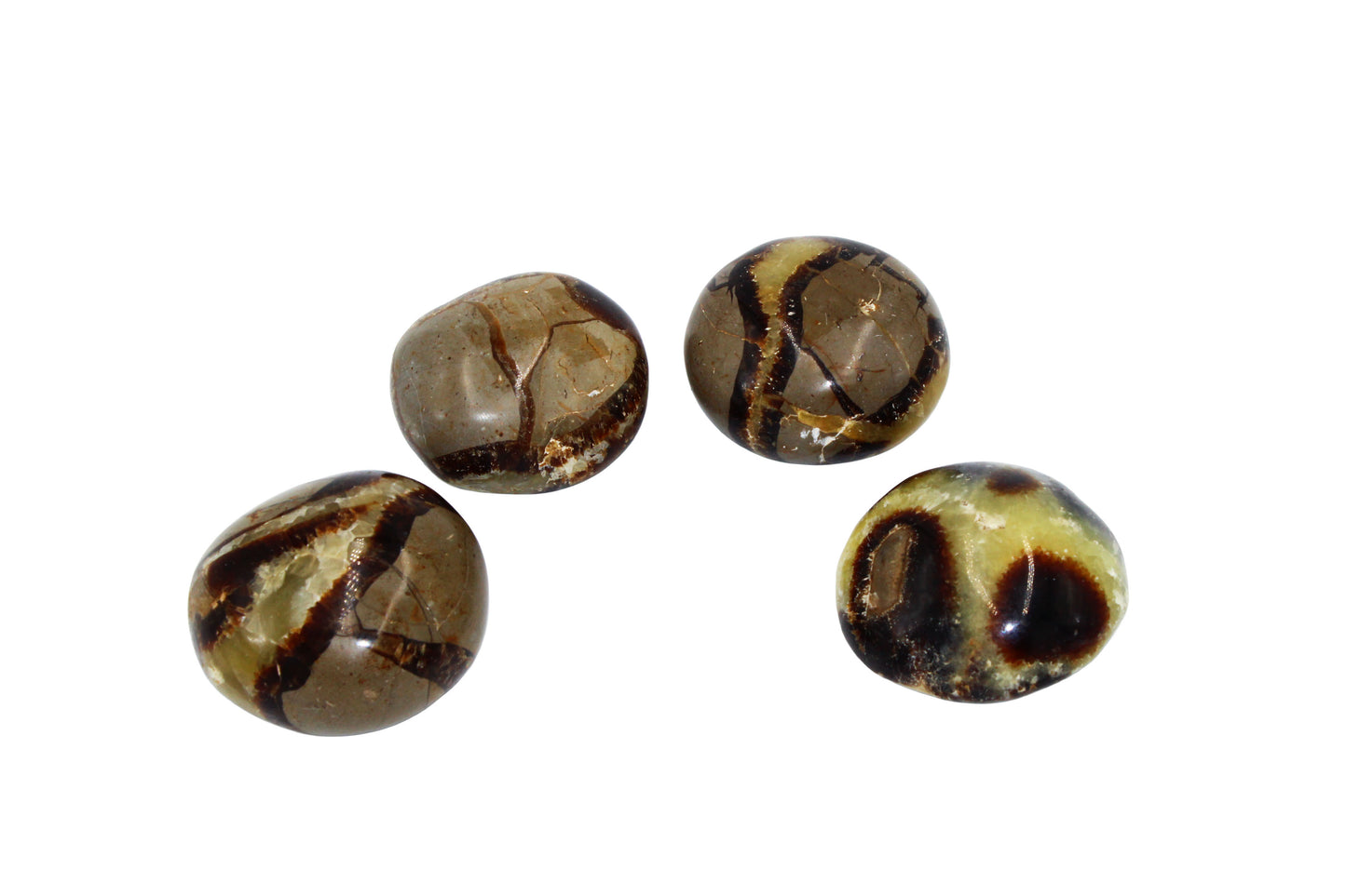 Septarian Dragon Egg Palm Stone